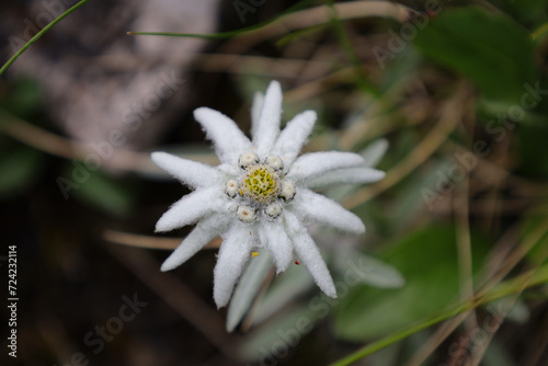 Piękny, biały kwiat szarotki alpejskiej rosnący w tatrzańskiej dolinie na skraju lasu. A beautiful, white edelweiss flower growing in a Tatra valley at the edge of the forest.