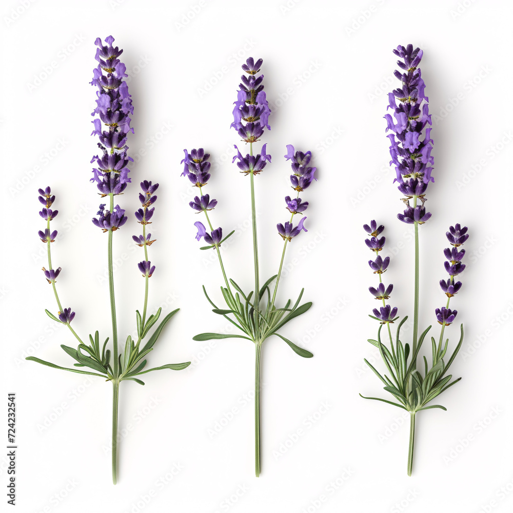 Fototapeta premium Lavender Blossoms in Full Bloom: Aromatic and Serene isolated on white background with full depth of field and deep focus fusion