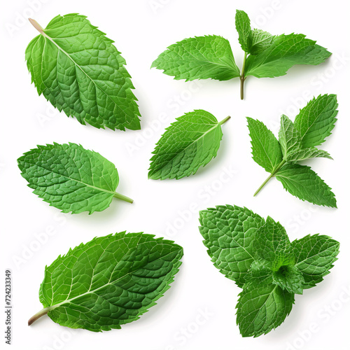 Fresh Mint Leaf Selection: Aromatic Herbal Detail  isolated on white background with full depth of field and deep focus fusion