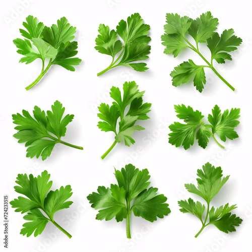 A Selection of Lush Parsley: From Garden to Kitchen isolated on white background with full depth of field and deep focus fusion
