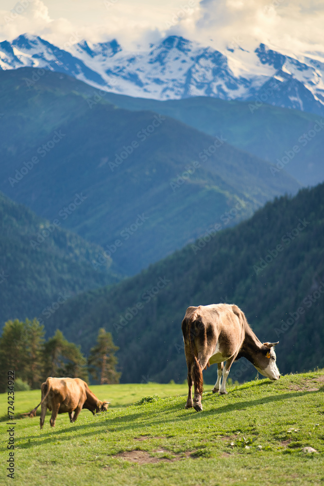 Fototapeta premium Kühe in den Bergen, Georgien