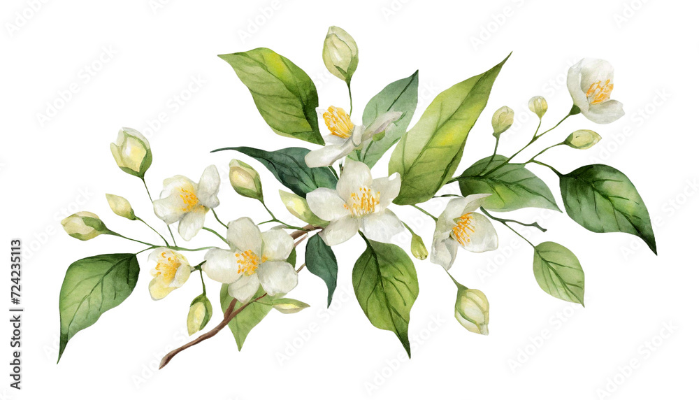 Fototapeta premium Greenery branches and jasmine flowers clipart. Green foliage arrangement for wedding, stationery, invitations, cards. Illustration isolated on transparent background
