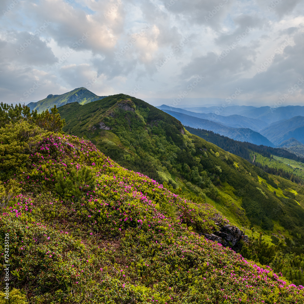 Naklejka premium Pink rose rhododendron flowers on summer mountain slope