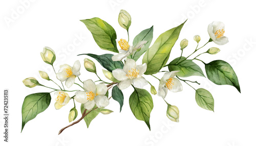 Greenery branches and jasmine flowers clipart. Green foliage arrangement for wedding, stationery, invitations, cards. Illustration isolated on transparent background