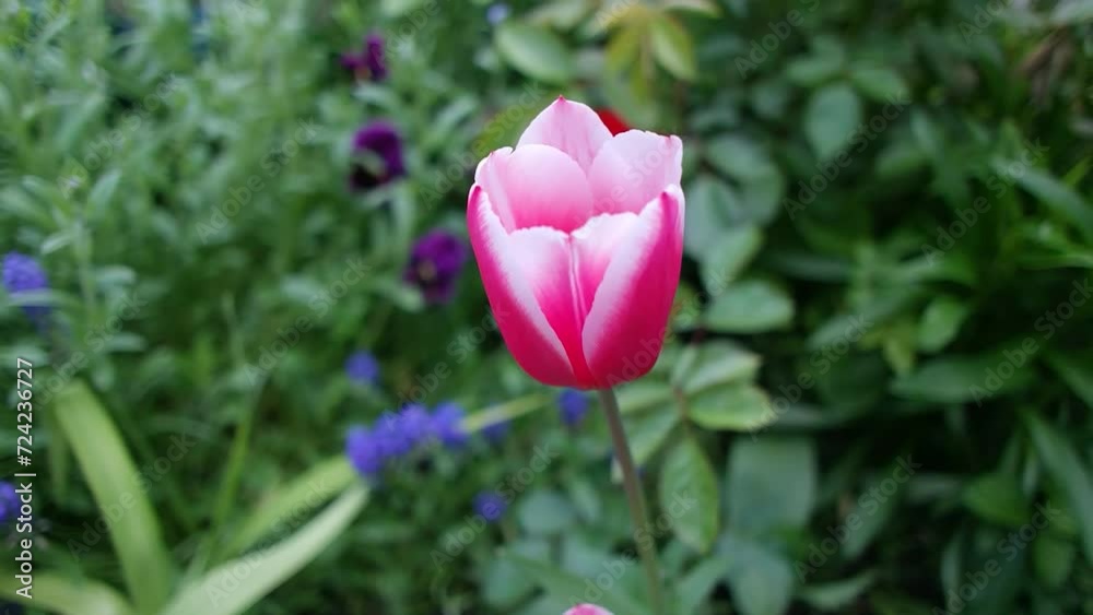 tulips. unusual tulips in the garden. Wild Red Data Book tulips Greig in the fields of Kazakhstan. Spring flowers under the rays of sunlight. Beautiful landscape of nature. Hi spring. tulips. unusual tulips in the garden. Wild Red Data Book tulips Greig in the fields of Kazakhstan. Spring flowers under the rays of sunlight. Beautiful landscape of nature. Hi spring.