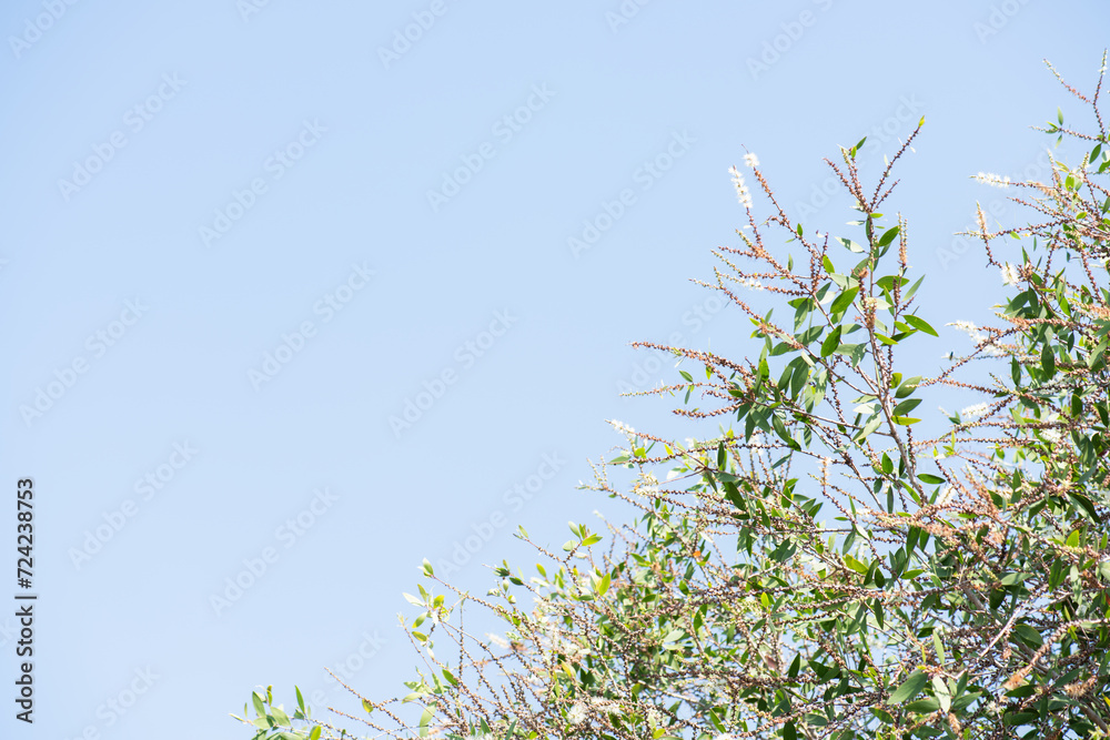 Cajeput tree, or Melaleuca cajuputi flowers on natural background. Cajeput tree, or Melaleuca cajuputi flowers on natural background.