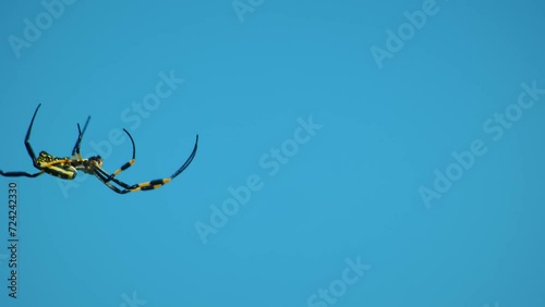 Trichonephila clavata (Nephila Clavata) , also known as the Joro spider is a member of the Trichonephila genus photo
