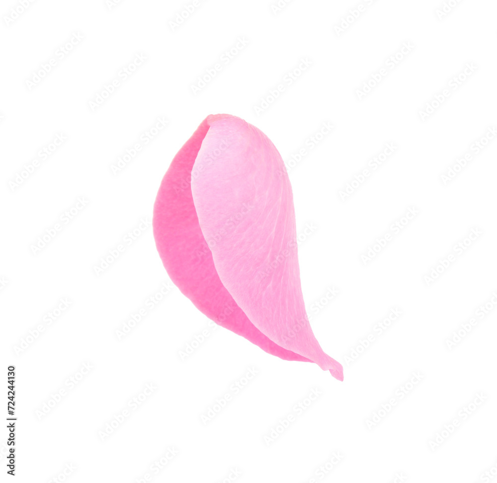 Fototapeta premium One pink rose petal isolated on white