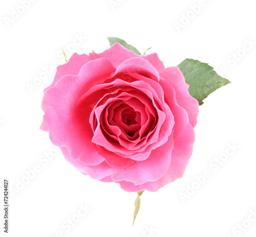 One beautiful pink rose isolated on white