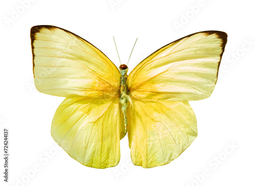 Yellow and white butterfly, Lemon Emigrant butterfly, Catopsilia pomona , isolated on white background. Object with clipping mask. photo