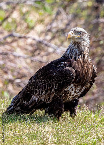 Bald Eagle in the grass © Brian Joyner