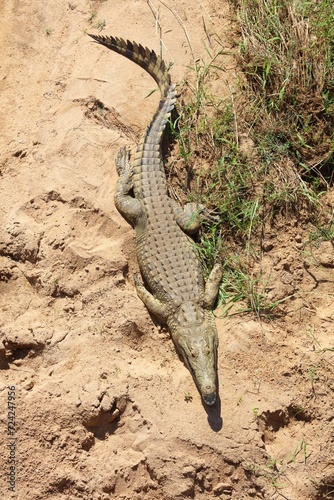 Nilkrokodil / Nile crocodile / Crocodylus niloticus