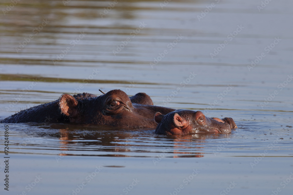 Flußpferd / Hippopotamus / Hippopotamus amphibius Flußpferd / Hippopotamus / Hippopotamus amphibius