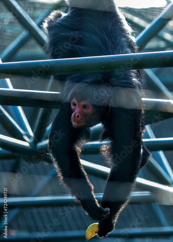 Red-faced Spider Monkey (Ateles paniscus) in South America photo