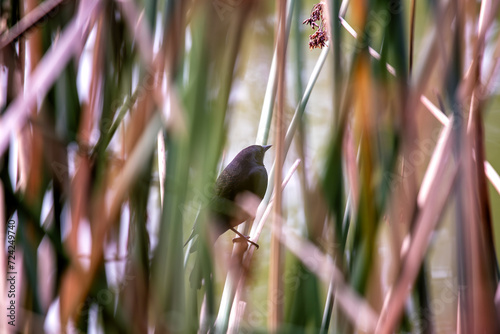 Red-winged Blackbird (Agelaius phoeniceus) in North America photo