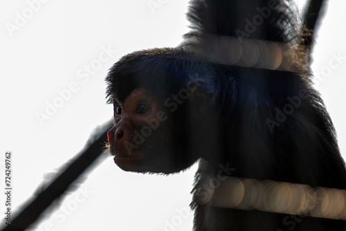 Red-faced Spider Monkey (Ateles paniscus) in South America photo
