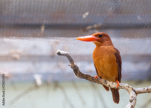 Ruddy Kingfisher (Halcyon coromanda) in Southeast Asia photo