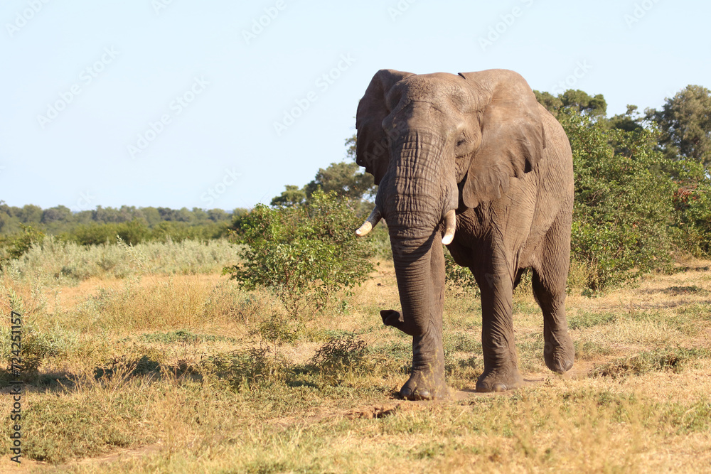 Afrikanischer Elefant / African elephant / Loxodonta africana