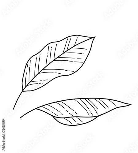 Leaves monoline aesthetic simple plant