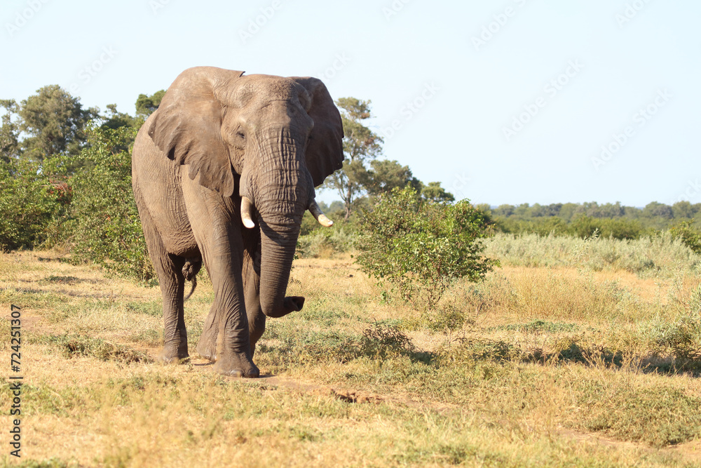 Afrikanischer Elefant / African elephant / Loxodonta africana Afrikanischer Elefant / African elephant / Loxodonta africana