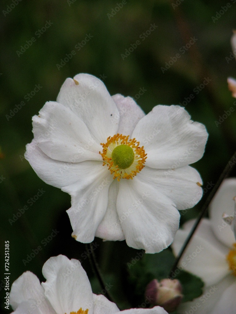 Obraz premium white flower in the garden