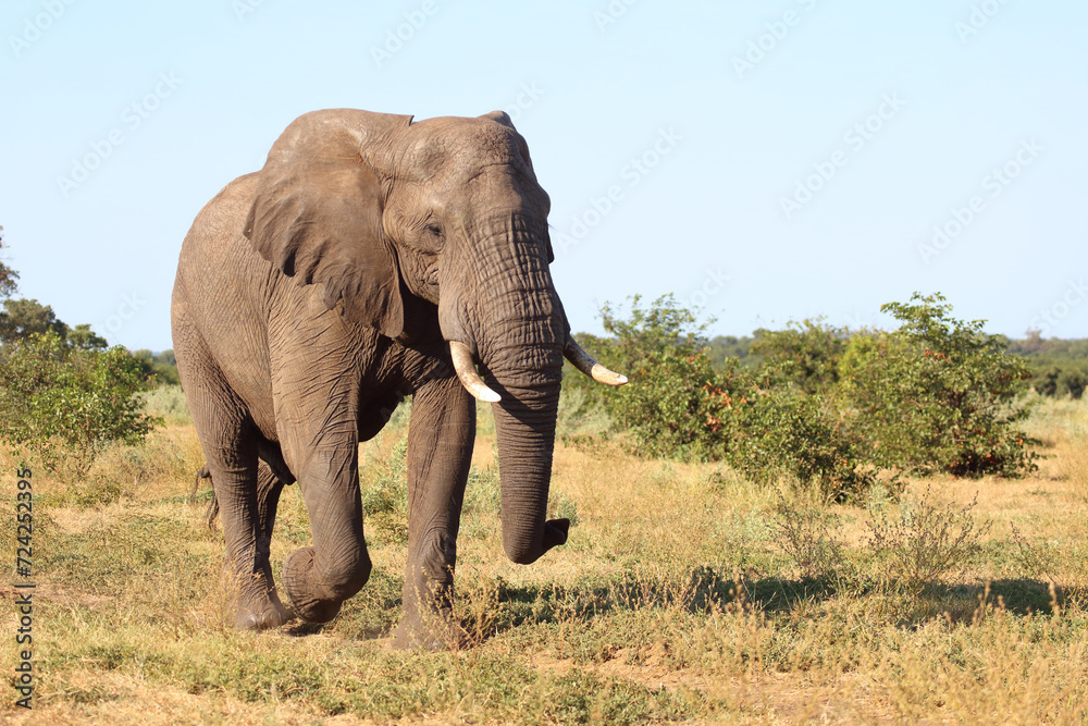 Fototapeta premium Afrikanischer Elefant / African elephant / Loxodonta africana