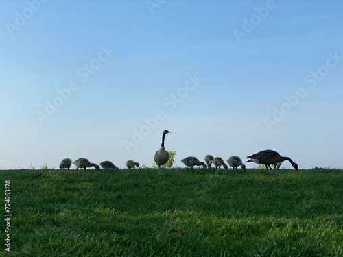 Fotografiet gaggle of geese on grass with goslings