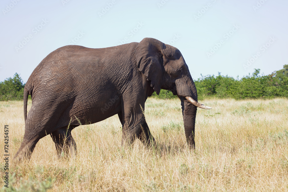 Afrikanischer Elefant / African elephant / Loxodonta africana