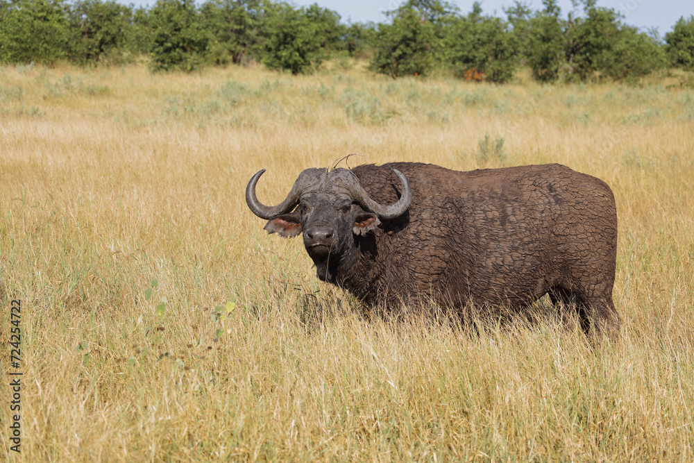 Kaffernbüffel / African buffalo / Syncerus caffer Kaffernbüffel / African buffalo / Syncerus caffer