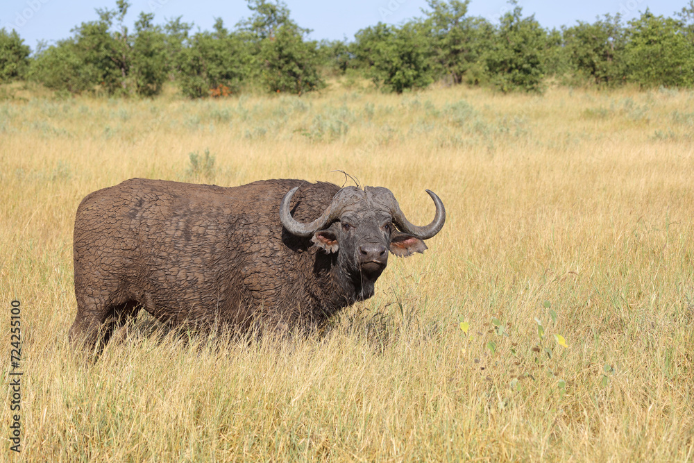Kaffernbüffel / African buffalo / Syncerus caffer Kaffernbüffel / African buffalo / Syncerus caffer