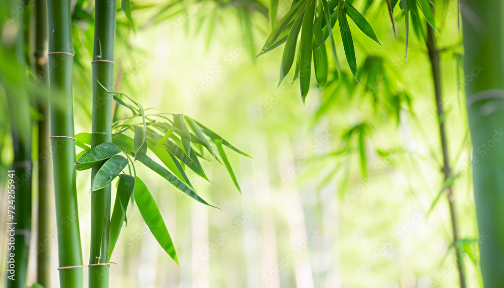 Obraz premium bamboo leaves and bamboo stems in springtime, green fresh spa background, sunshine in bamboo forest, bamboo tree at the edge of blurred empty abstract background, wellness garden concept with copy spa
