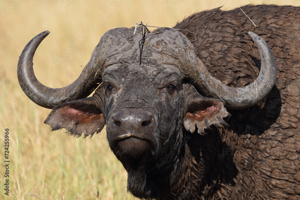 Naklejka premium Kaffernbüffel / African buffalo / Syncerus caffer