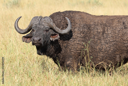 Kaffernb  ffel   African buffalo   Syncerus caffer