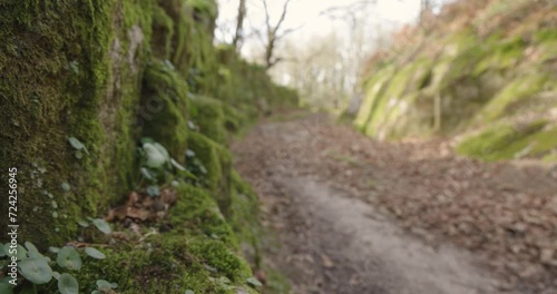 Slow motion bokeh panning of stone path in green forest with moss at sunset