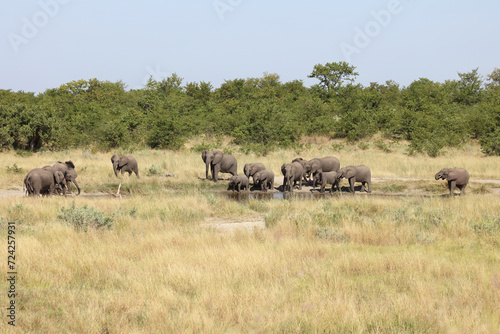 Afrikanischer Elefant   African elephant   Loxodonta africana