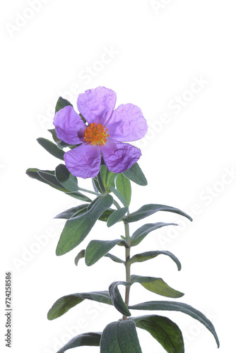 Cistus albidus purple flowers isolated on white background photo
