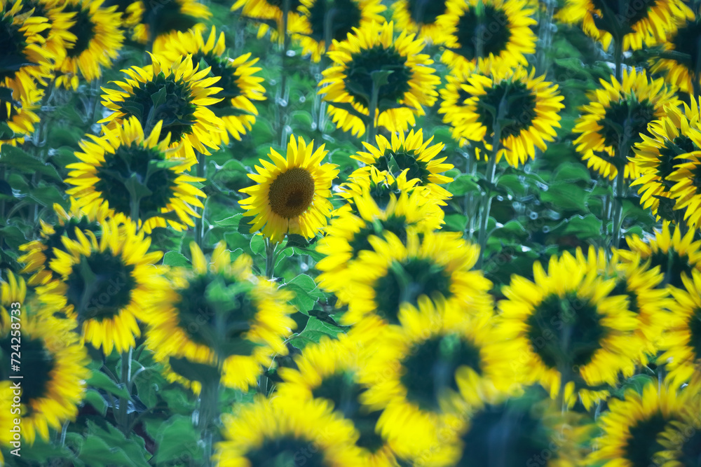 Sunflower field in bloom with forest backdrop Sunflower field in bloom with forest backdrop