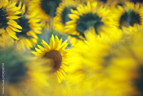 Sunflower field in full bloom, subtle focus photo