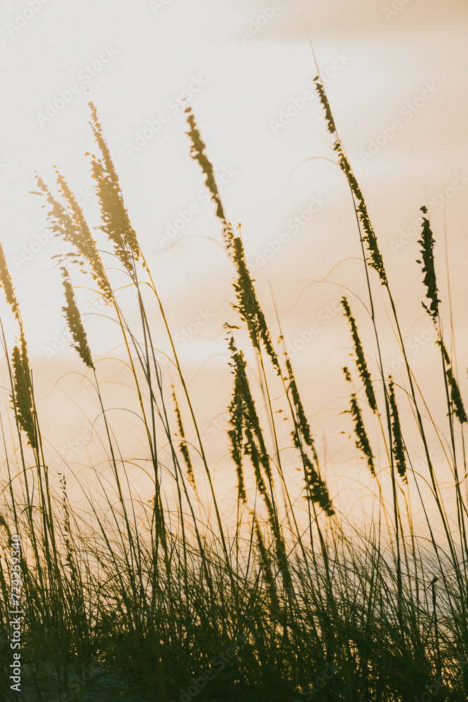 Serene coastal grasses at sunset in Miami, Florida Serene coastal grasses at sunset in Miami, Florida