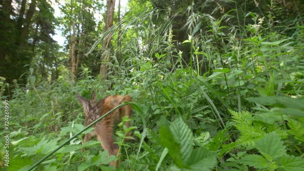 Fawn with white spots grazing on the edge of a forest Fawn with white spots grazing on the edge of a forest