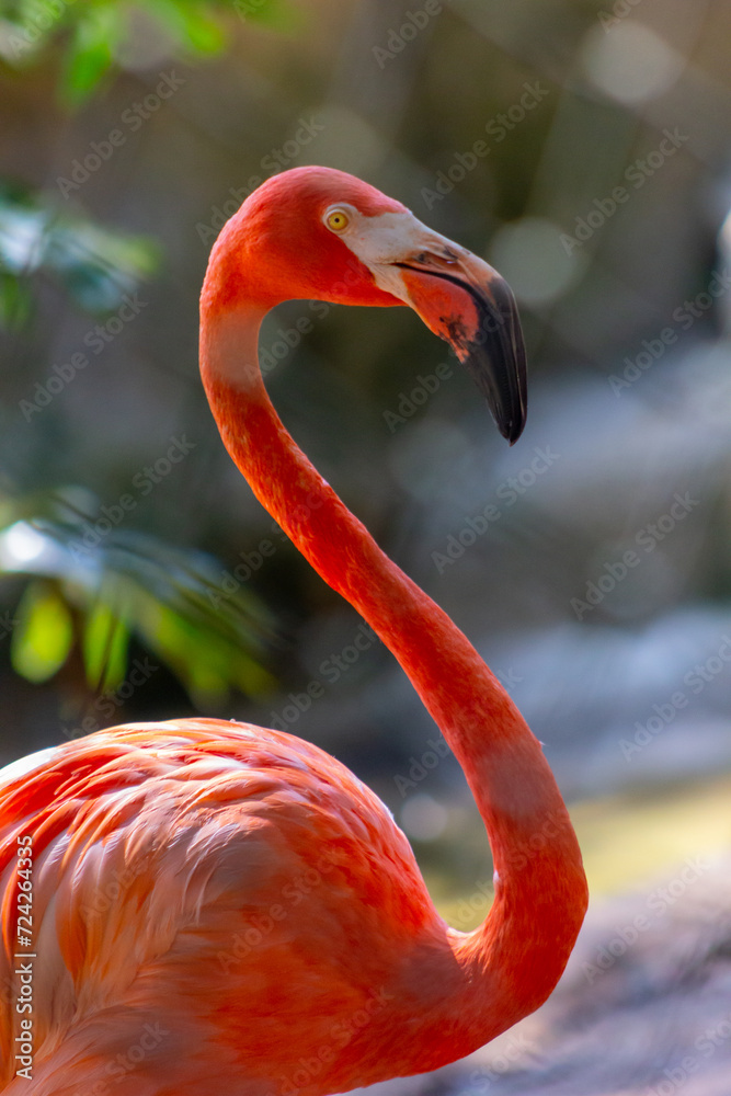 Obraz premium Flamingo - Flamingos or flamingoes are a type of wading bird in the family Phoenicopteridae