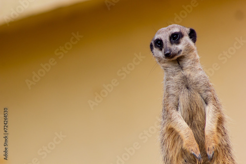 Suricata suricatta - The meerkat (Suricata suricatta) or suricate is a small mongoose found in southern Africa.