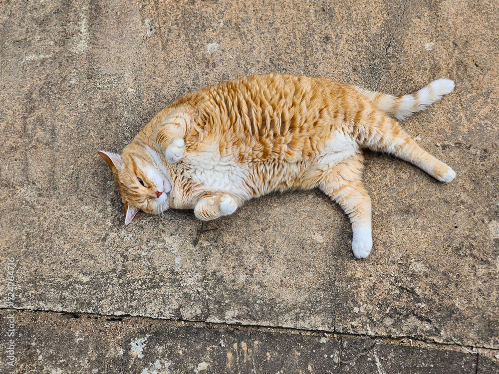 A ginger cat lying on the ground, looking relaxed and content with its eyes closed and paws outstretched, with short orange fur and a white belly, resting on a concrete surface. A ginger cat lying on the ground, looking relaxed and content with its eyes closed and paws outstretched, with short orange fur and a white belly, resting on a concrete surface.