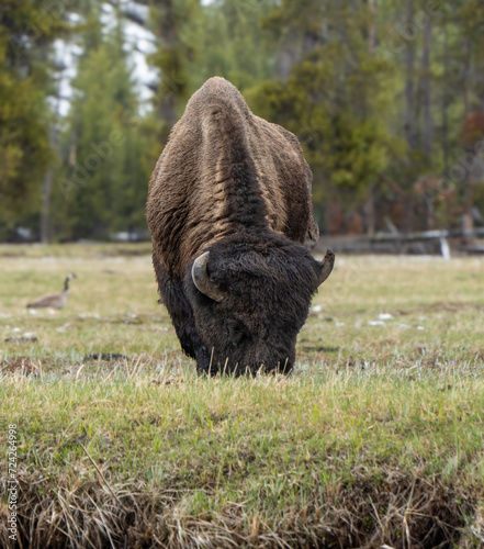 AMERICAN BISON, IN THE GRASS, WILDLIFE, YELLOWTONE