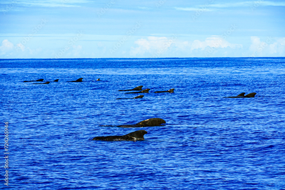 Fototapeta premium A pod of Pilot Whales come up for a breath in Hawaii Waters 