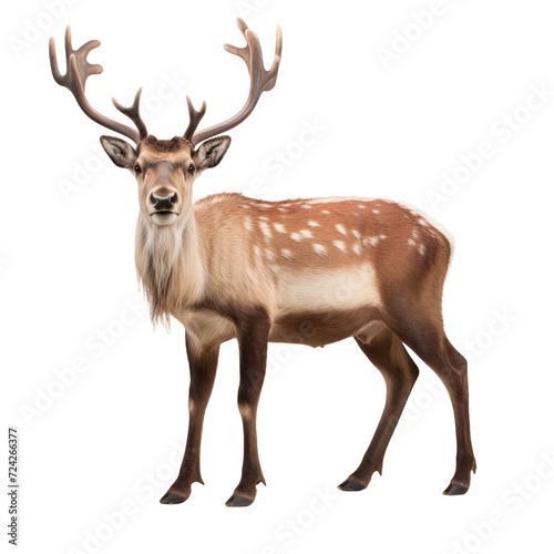 Portrait of a reindeer full body standing, isolated on transparent background