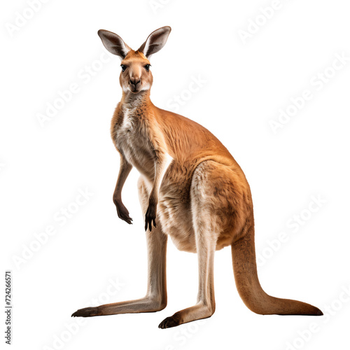 Full body portrait of an Australian kangaroo standing, isolated on white background