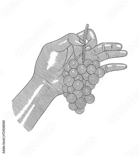 Man hand holding  grape fruit vintage engraving drawing style illustratuin