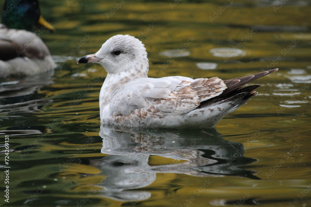Fototapeta premium Seagull on the water