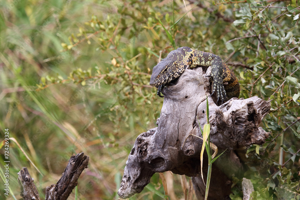 Nilwaran / Nile monitor / Varanus niloticus Nilwaran / Nile monitor / Varanus niloticus